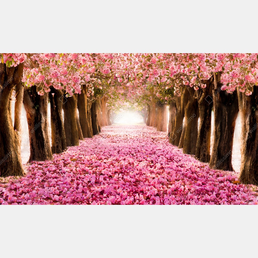 Plakat różowa aleja kwiatów wiśni – Wallissimo® Plakat różowa aleja kwiatów wiśni – Wallissimo®