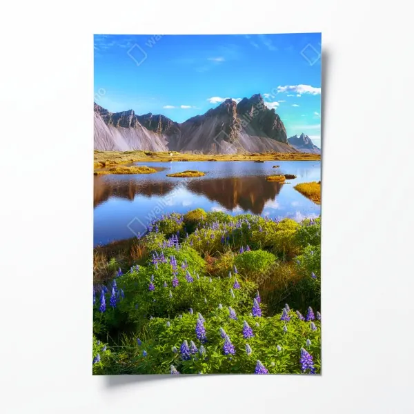 Plakat żywe łubinowe łąki przy Vestrahorn, Islandia