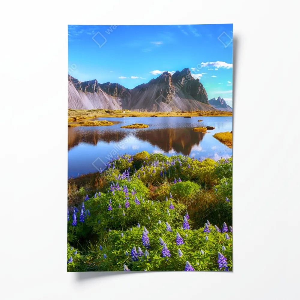Plakat żywe łubinowe łąki przy Vestrahorn, Islandia – Wallissimo® Plakat żywe łubinowe łąki przy Vestrahorn, Islandia – Wallissimo®