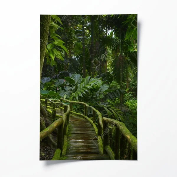 Plakat spokojna kładka w dżungli przez bujny las deszczowy