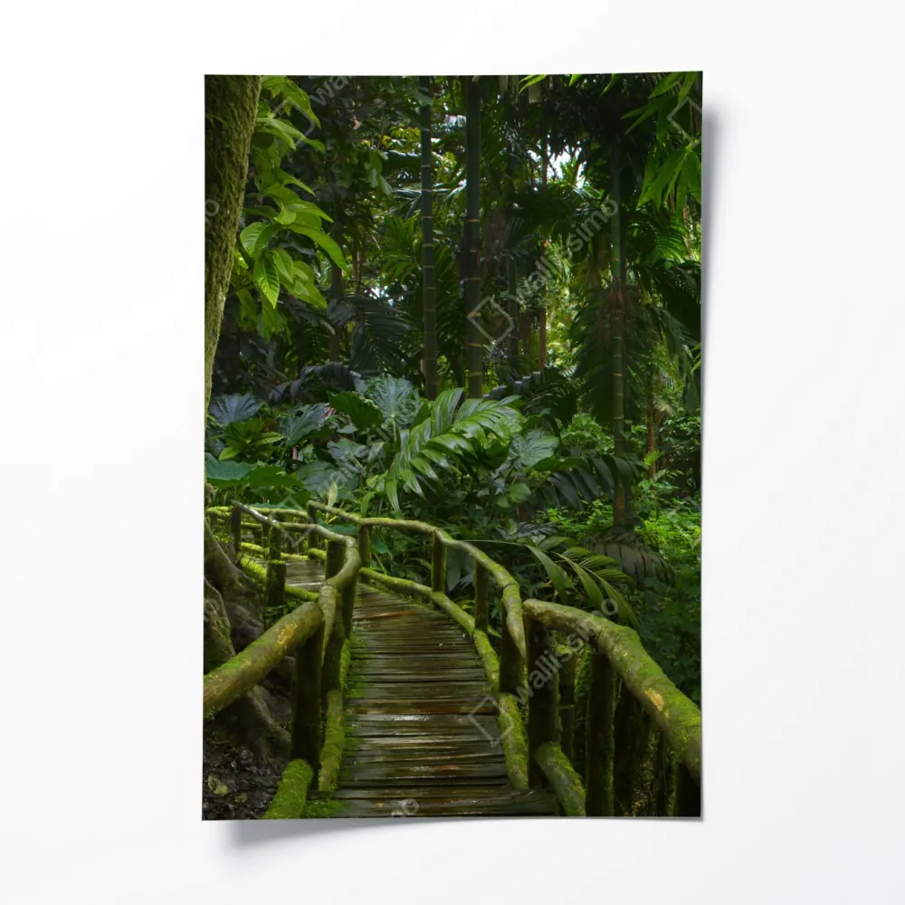 Plakat spokojna kładka w dżungli przez bujny las deszczowy – Wallissimo® Plakat spokojna kładka w dżungli przez bujny las deszczowy – Wallissimo®