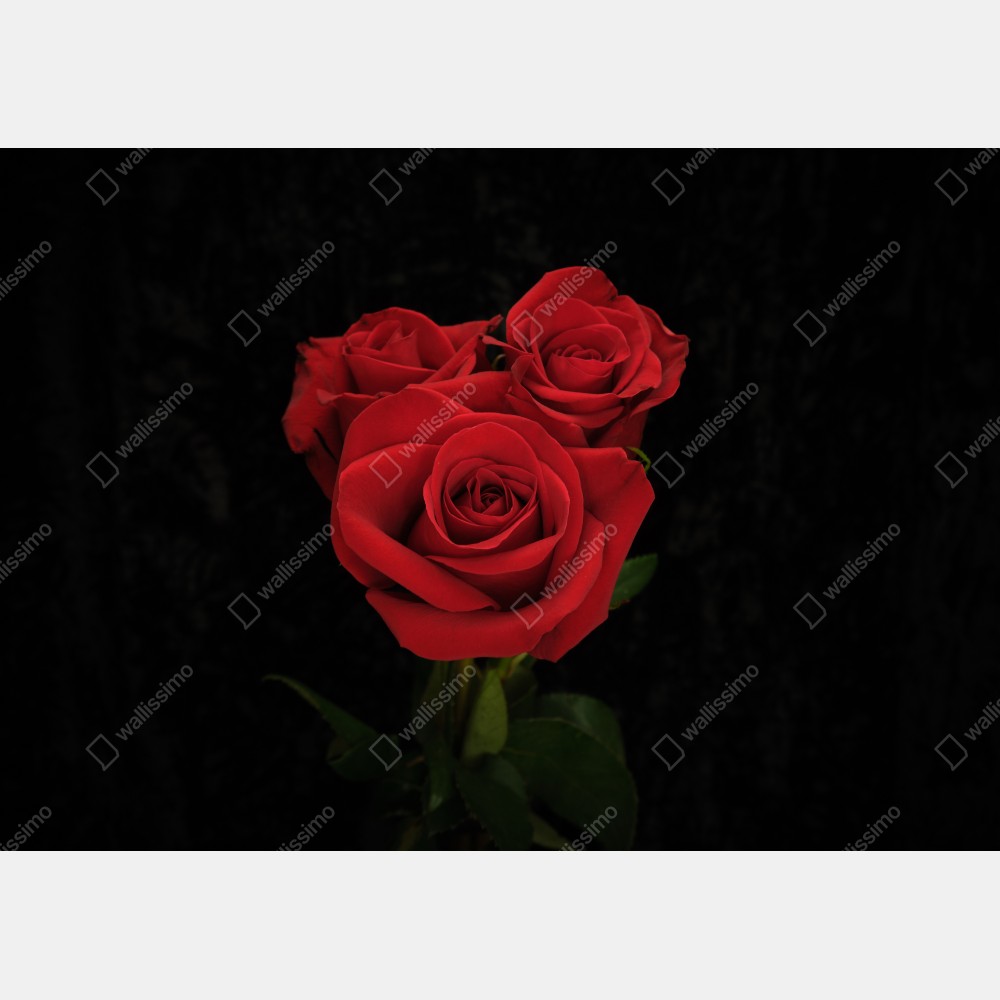 Plakat czerwone róże na czarnym tle – Wallissimo® Plakat czerwone róże na czarnym tle – Wallissimo®