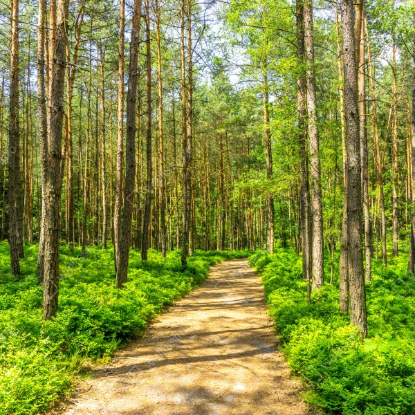Naklejka na lodówkę słoneczna leśna ścieżka wśród sosen – Wallissimo® Naklejka na lodówkę słoneczna leśna ścieżka wśród sosen – Wallissimo®