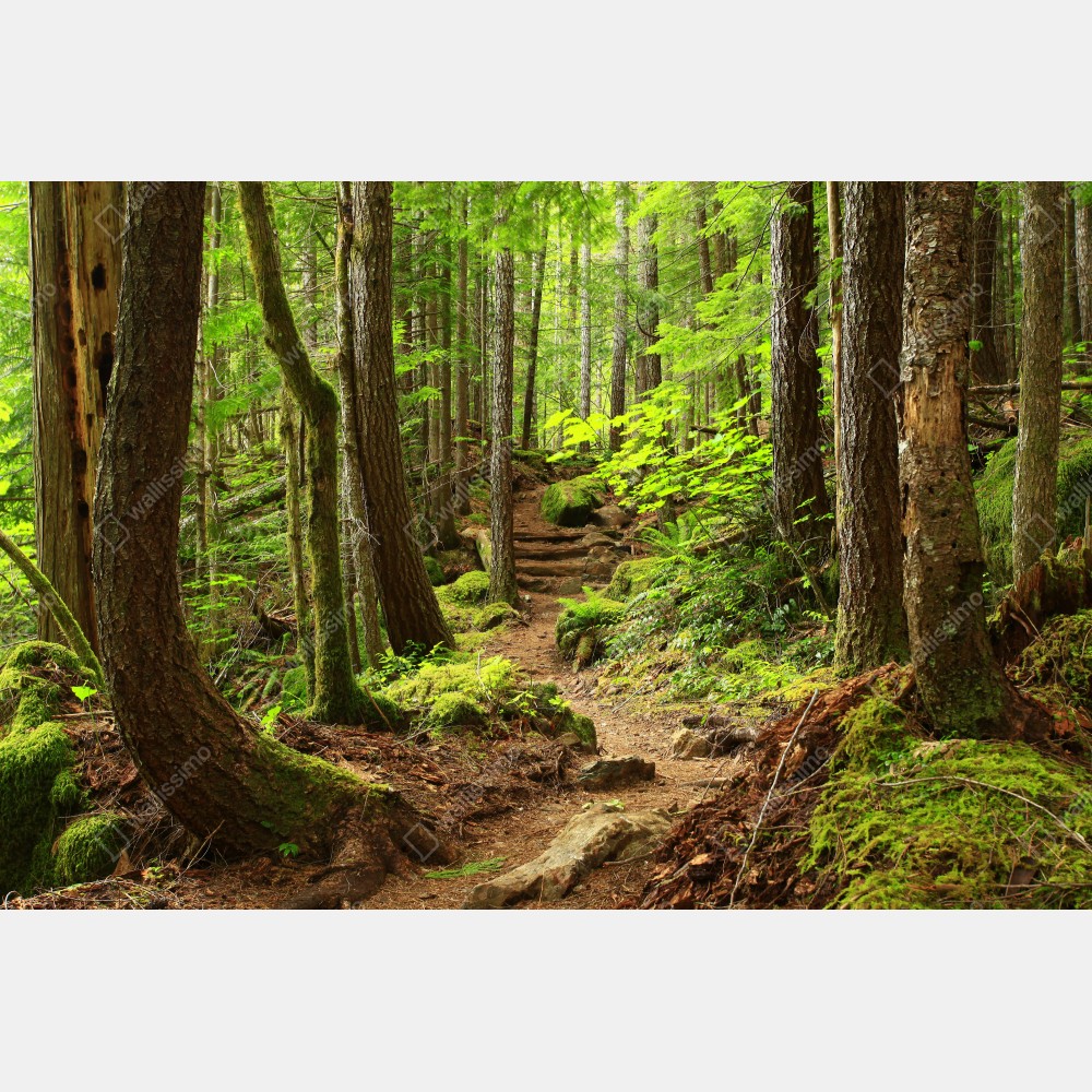 Naklejka na lodówkę mchowa leśna ścieżka – Wallissimo® Naklejka na lodówkę mchowa leśna ścieżka – Wallissimo®