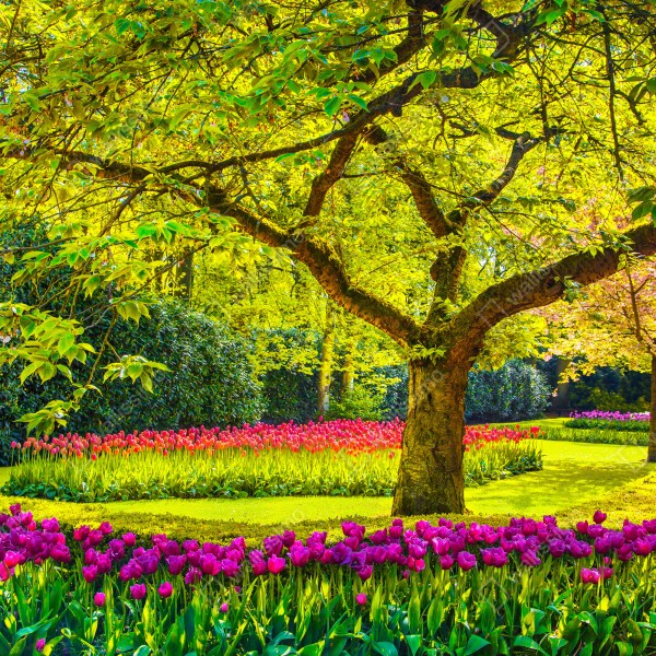 Naklejka na lodówkę barwny ogród tulipanów w Keukenhof – Wallissimo® Naklejka na lodówkę barwny ogród tulipanów w Keukenhof – Wallissimo®