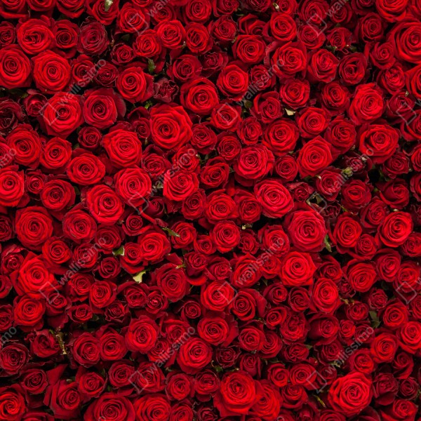 Naklejka na lodówkę nieskończona ściana czerwonych róż – Wallissimo® Naklejka na lodówkę nieskończona ściana czerwonych róż – Wallissimo®