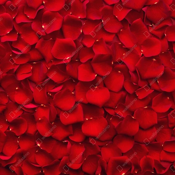 Naklejka na lodówkę czerwone płatki róż tło – Wallissimo® Naklejka na lodówkę czerwone płatki róż tło – Wallissimo®