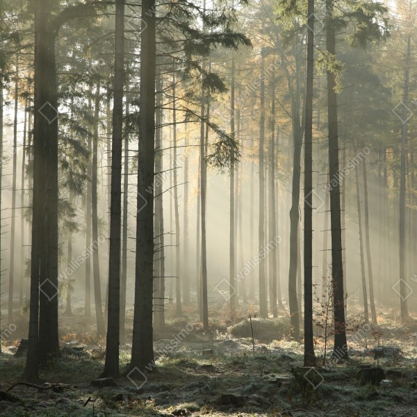Naklejka na drzwi mglisty poranek w lesie z promieniami słońca – Wallissimo® Naklejka na drzwi mglisty poranek w lesie z promieniami słońca – Wallissimo®