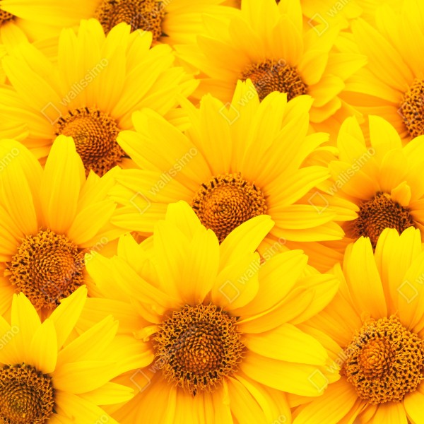 Naklejka na drzwi intensywne żółte słoneczniki w zbliżeniu – Wallissimo® Naklejka na drzwi intensywne żółte słoneczniki w zbliżeniu – Wallissimo®