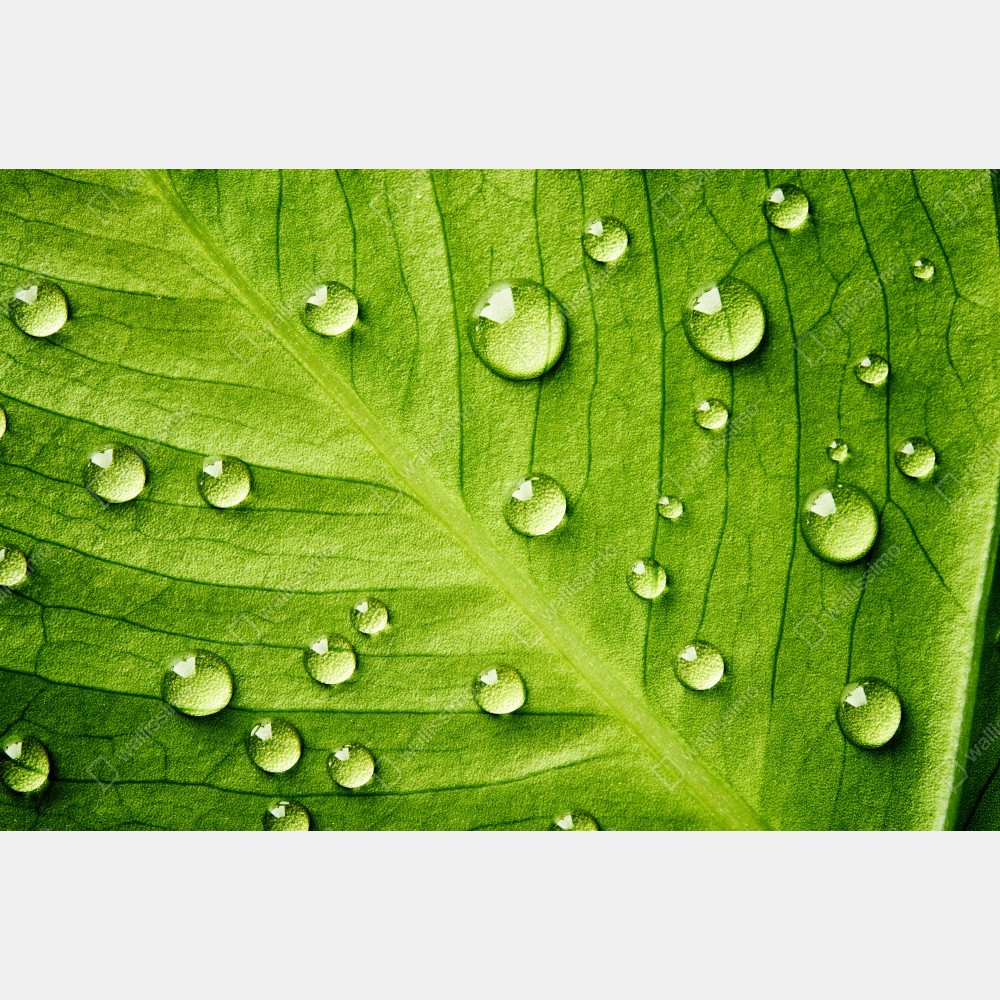 Naklejka na drzwi świeży zielony liść z kroplami wody – Wallissimo® Naklejka na drzwi świeży zielony liść z kroplami wody – Wallissimo®