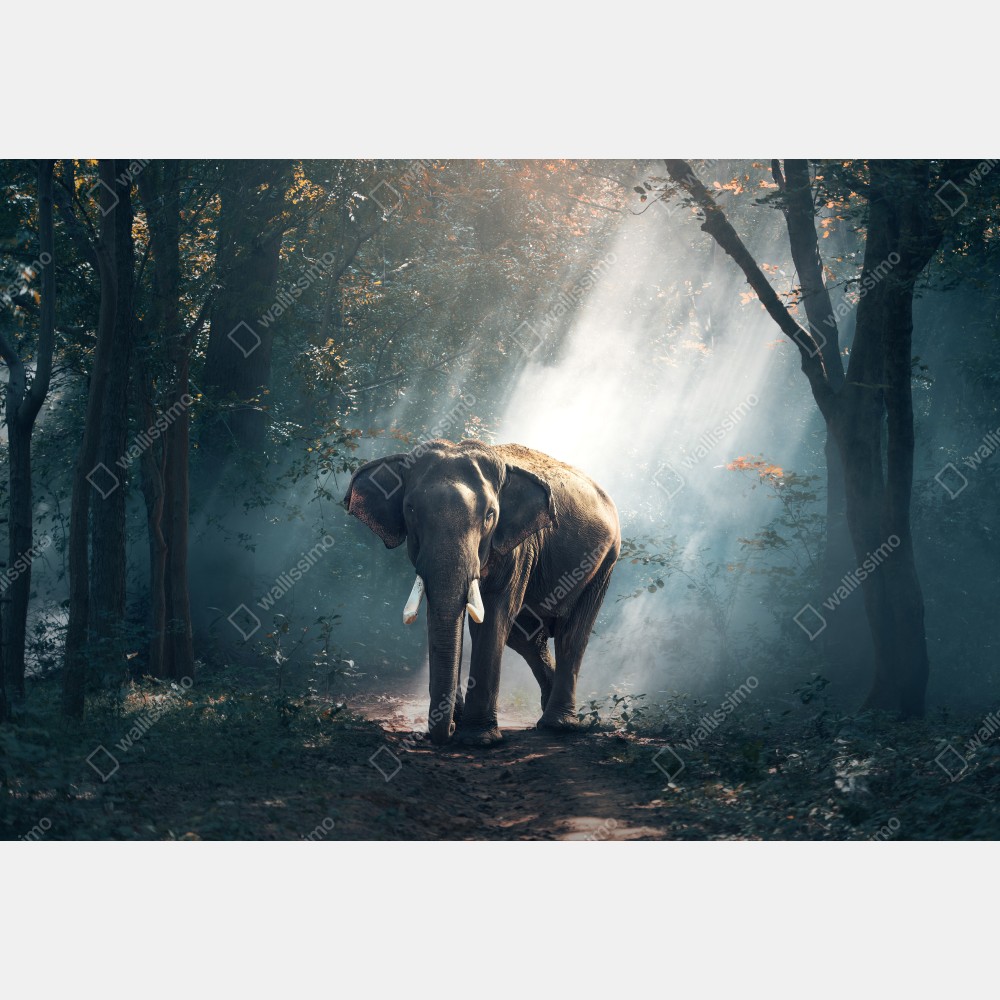 Naklejka na drzwi majestatyczny słoń w oświetlonym lesie – Wallissimo® Naklejka na drzwi majestatyczny słoń w oświetlonym lesie – Wallissimo®