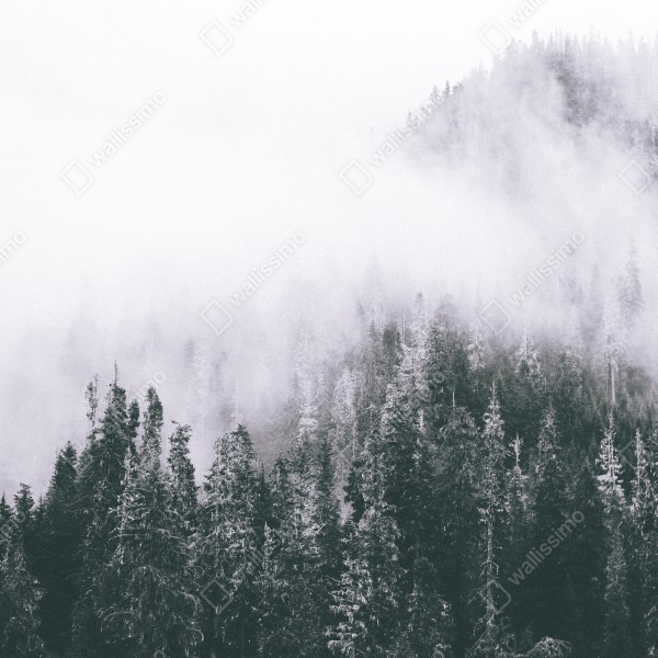 Naklejka na drzwi mglisty las iglasty – Wallissimo® Naklejka na drzwi mglisty las iglasty – Wallissimo®