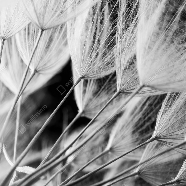 Naklejka na drzwi delikatne zbliżenie nasion dmuchawca czarno-białe – Wallissimo® Naklejka na drzwi delikatne zbliżenie nasion dmuchawca czarno-białe – Wallissimo®