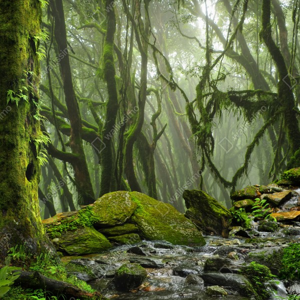 Naklejka na drzwi las ze strumieniem we mgle – Wallissimo® Naklejka na drzwi las ze strumieniem we mgle – Wallissimo®