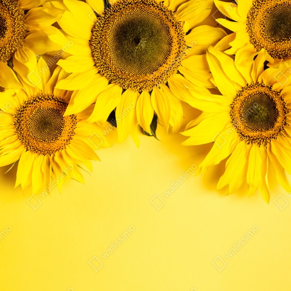 Naklejka na drzwi jasny bukiet słoneczników na żółtym tle – Wallissimo® Naklejka na drzwi jasny bukiet słoneczników na żółtym tle – Wallissimo®