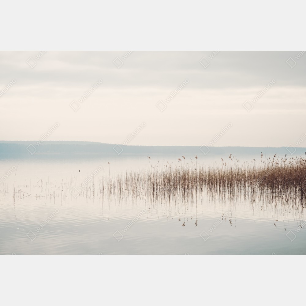 Naklejka na drzwi spokojne trzcinowisko nad jeziorem – Wallissimo® Naklejka na drzwi spokojne trzcinowisko nad jeziorem – Wallissimo®