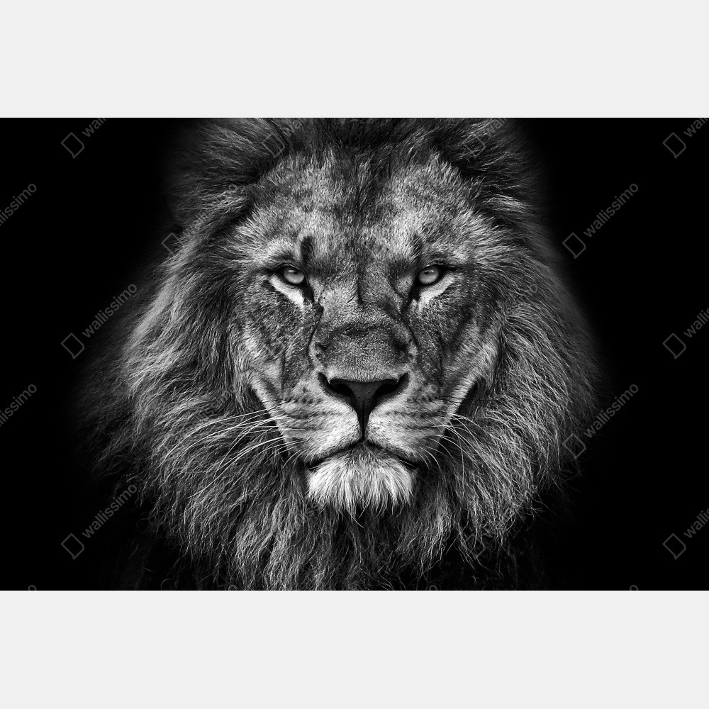 Naklejka na drzwi majestatyczny portret lwa w monochromie – Wallissimo® Naklejka na drzwi majestatyczny portret lwa w monochromie – Wallissimo®