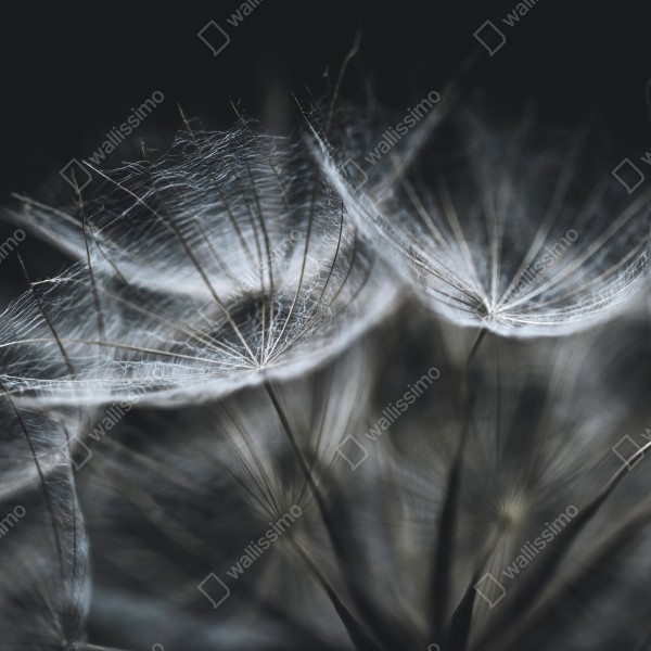 Naklejka na drzwi delikatne nasiona mniszka w monochromie – Wallissimo® Naklejka na drzwi delikatne nasiona mniszka w monochromie – Wallissimo®