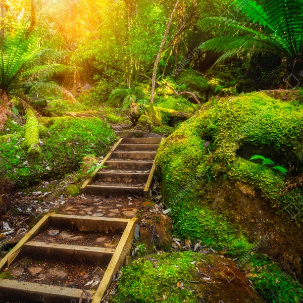 Naklejka na drzwi ścieżka w lesie deszczowym na Półwyspie Tasmańskim – Wallissimo® Naklejka na drzwi ścieżka w lesie deszczowym na Półwyspie Tasmańskim – Wallissimo®