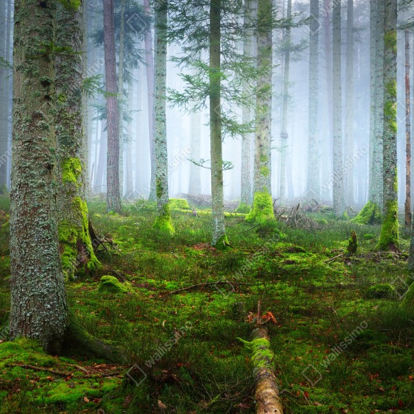 Naklejka na drzwi mglisty las sosnowy z Alzacji – Wallissimo® Naklejka na drzwi mglisty las sosnowy z Alzacji – Wallissimo®