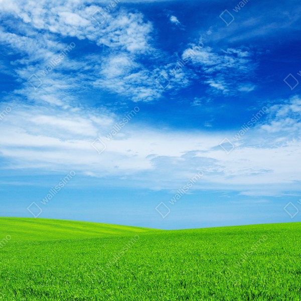 Naklejka na drzwi zielona łąka pod błękitnym niebem – Wallissimo® Naklejka na drzwi zielona łąka pod błękitnym niebem – Wallissimo®