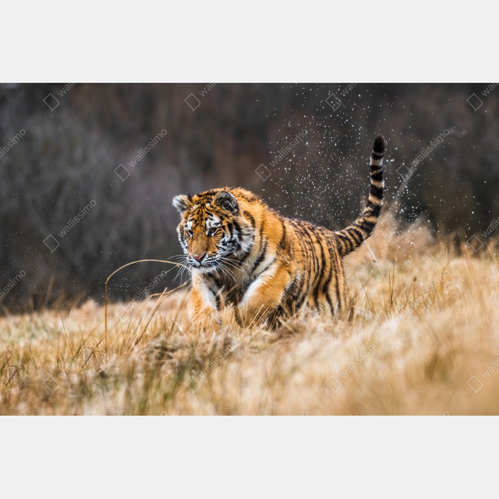 Naklejka na drzwi tygrys Syberyjski w biegu – Wallissimo® Naklejka na drzwi tygrys Syberyjski w biegu – Wallissimo®