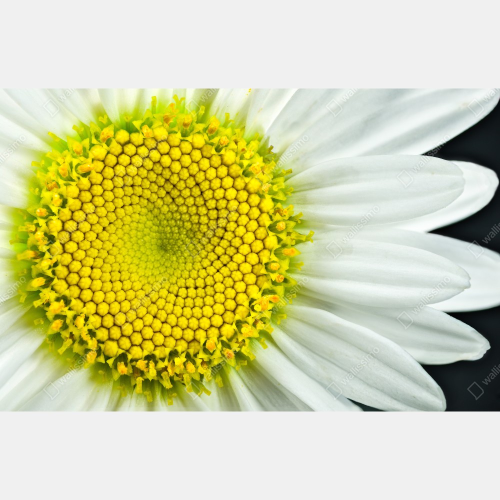 Naklejka na drzwi makro stokrotki w spiralnym wzorze – Wallissimo® Naklejka na drzwi makro stokrotki w spiralnym wzorze – Wallissimo®