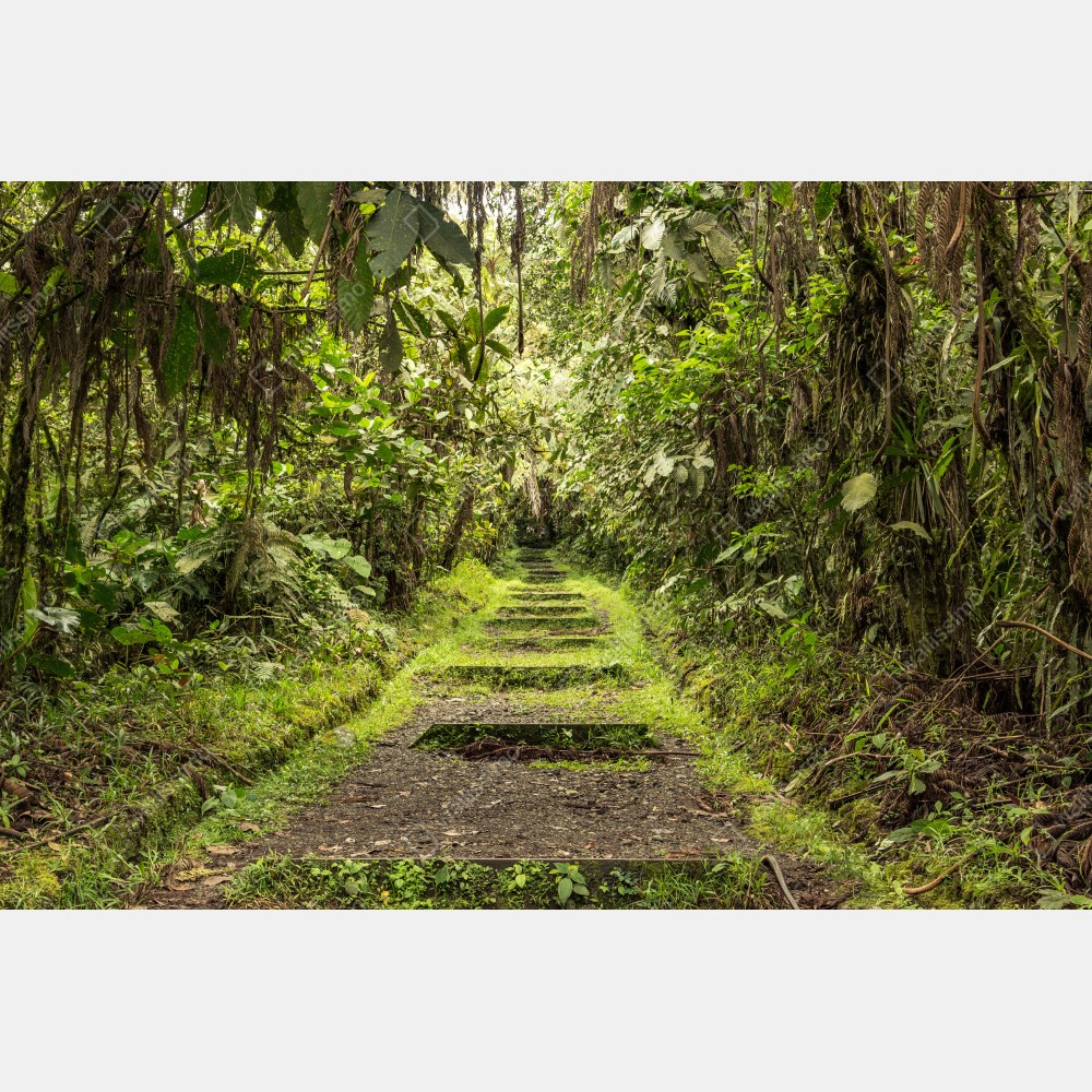 Naklejka na drzwi ścieżka przez bujną dżunglę – Wallissimo® Naklejka na drzwi ścieżka przez bujną dżunglę – Wallissimo®