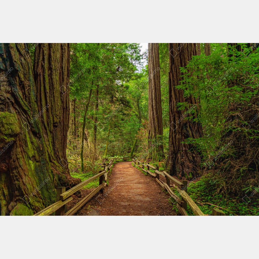 Naklejka na drzwi majestatyczna ścieżka w lesie sekwoi – Wallissimo® Naklejka na drzwi majestatyczna ścieżka w lesie sekwoi – Wallissimo®