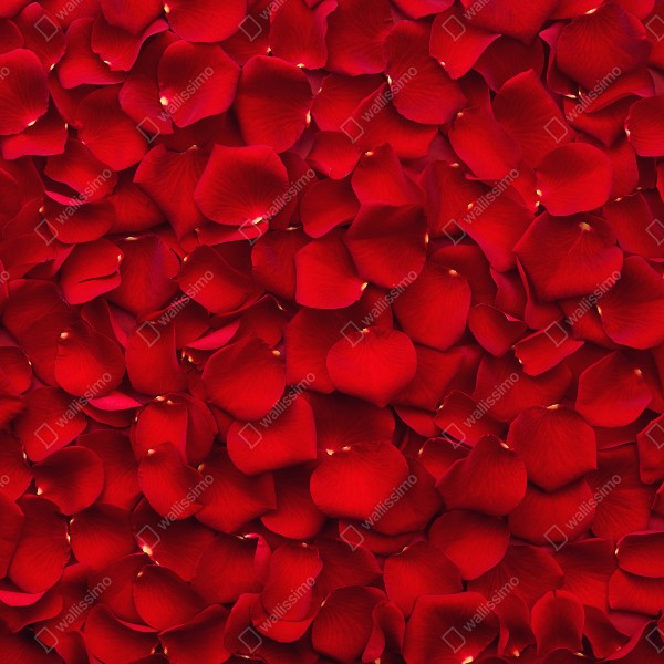 Naklejka na drzwi czerwone płatki róż tło – Wallissimo® Naklejka na drzwi czerwone płatki róż tło – Wallissimo®