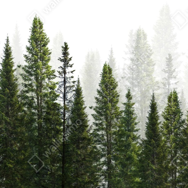 Naklejka na drzwi mglisty las jodłowy – Wallissimo® Naklejka na drzwi mglisty las jodłowy – Wallissimo®