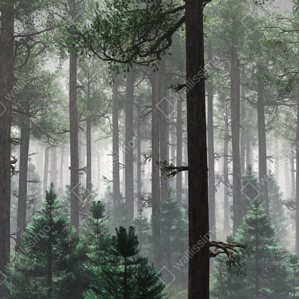 Naklejka na drzwi mglisty iglasty las – Wallissimo® Naklejka na drzwi mglisty iglasty las – Wallissimo®