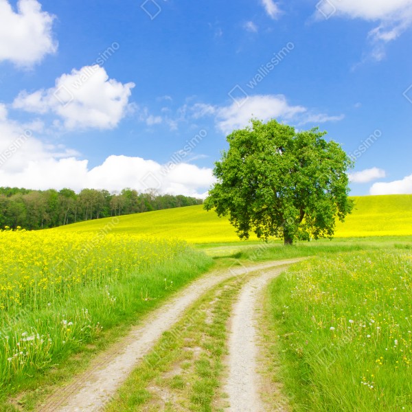 Naklejka na biurko i stół słoneczna wiejska ścieżka z samotnym drzewem – Wallissimo® Naklejka na biurko i stół słoneczna wiejska ścieżka z samotnym drzewem – Wallissimo®