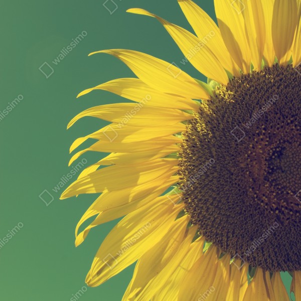 Naklejka na biurko i stół promienny słonecznik na retro niebie – Wallissimo® Naklejka na biurko i stół promienny słonecznik na retro niebie – Wallissimo®