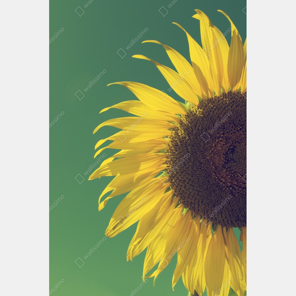 Naklejka na biurko i stół promienny słonecznik na retro niebie – Wallissimo® Naklejka na biurko i stół promienny słonecznik na retro niebie – Wallissimo®