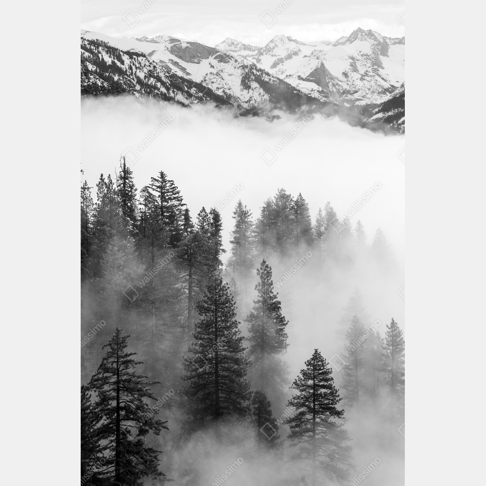 Naklejka na biurko i stół mglisty las Giant Forest, Sequoia National Park – Wallissimo® Naklejka na biurko i stół mglisty las Giant Forest, Sequoia National Park – Wallissimo®