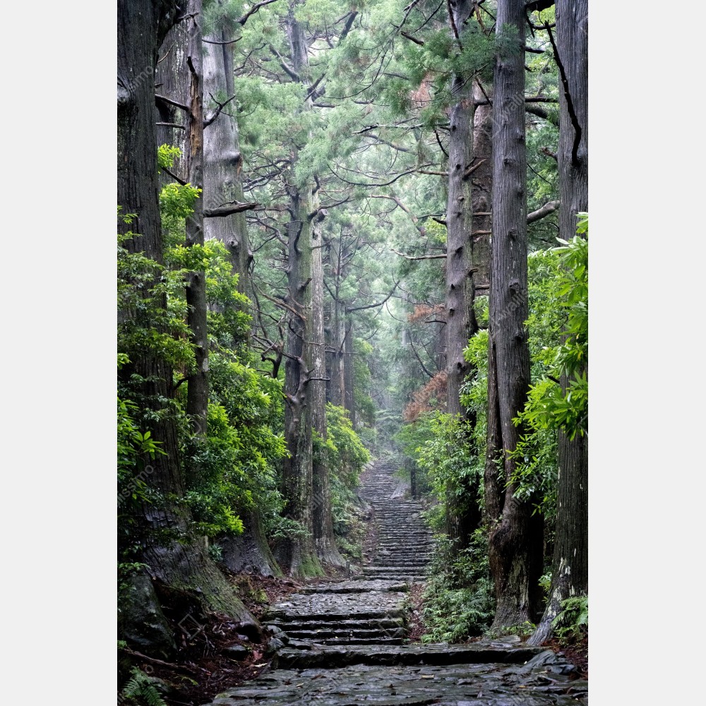Naklejka na biurko i stół mistyczna ścieżka leśna między starymi drzewami – Wallissimo® Naklejka na biurko i stół mistyczna ścieżka leśna między starymi drzewami – Wallissimo®