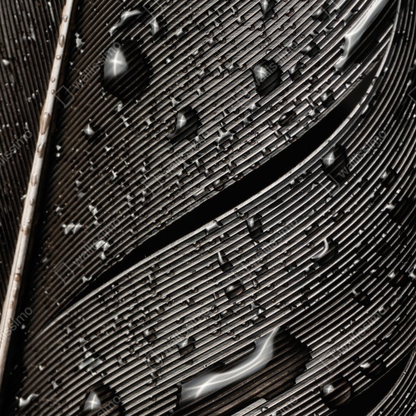 Naklejka na biurko i stół czarno-białe pióro z kroplami wody – Wallissimo® Naklejka na biurko i stół czarno-białe pióro z kroplami wody – Wallissimo®