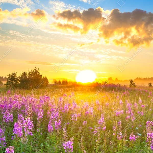 Naklejka na biurko i stół wschód słońca nad łąką pełną fioletowych kwiatów – Wallissimo® Naklejka na biurko i stół wschód słońca nad łąką pełną fioletowych kwiatów – Wallissimo®