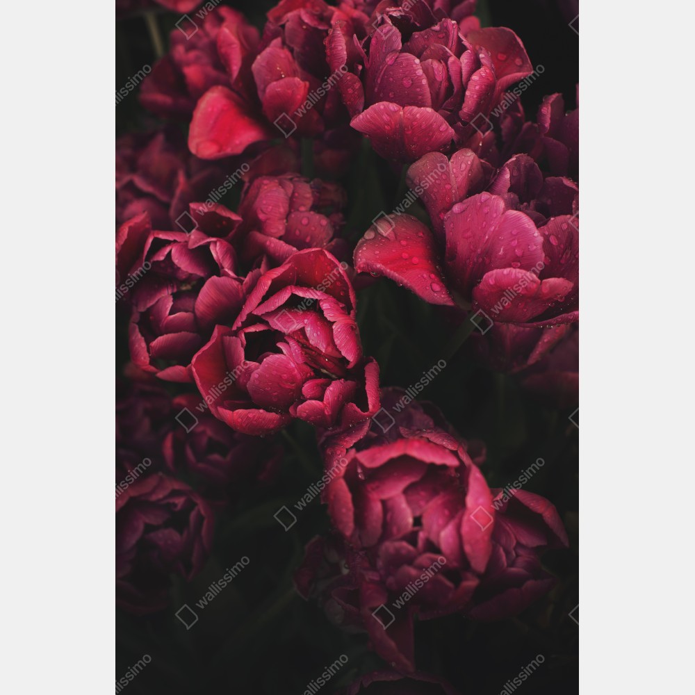 Naklejka na biurko i stół głębokie bordowe kwiaty z kroplami wody – Wallissimo® Naklejka na biurko i stół głębokie bordowe kwiaty z kroplami wody – Wallissimo®