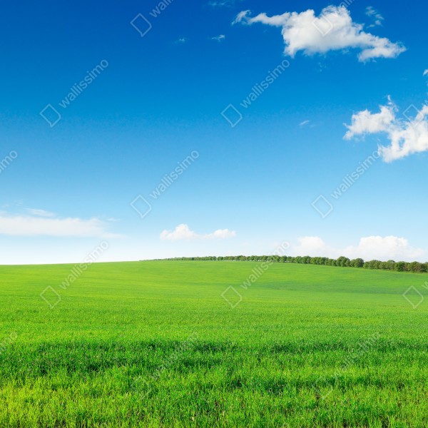 Naklejka na biurko i stół spokojna zielona łąka pod niebieskim niebem – Wallissimo® Naklejka na biurko i stół spokojna zielona łąka pod niebieskim niebem – Wallissimo®