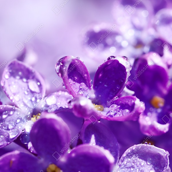 Naklejka na biurko i stół fioletowy bez z kroplami rosy – Wallissimo® Naklejka na biurko i stół fioletowy bez z kroplami rosy – Wallissimo®