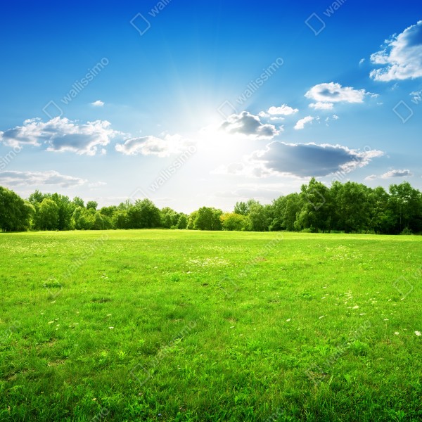 Naklejka na biurko i stół słoneczna zielona łąka – Wallissimo® Naklejka na biurko i stół słoneczna zielona łąka – Wallissimo®