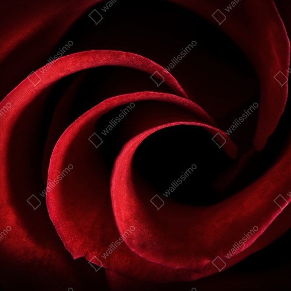 Naklejka na biurko i stół spirala głębokich czerwonych płatków róży – Wallissimo® Naklejka na biurko i stół spirala głębokich czerwonych płatków róży – Wallissimo®