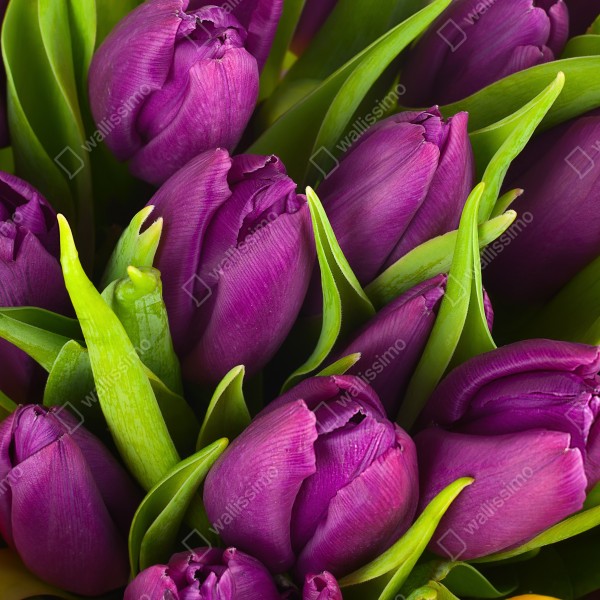 Naklejka na biurko i stół fioletowy bukiet tulipanów – Wallissimo® Naklejka na biurko i stół fioletowy bukiet tulipanów – Wallissimo®