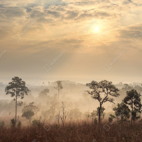 Naklejka na biurko i stół Tajlandia sawanna o wschodzie słońca – Wallissimo® Naklejka na biurko i stół Tajlandia sawanna o wschodzie słońca – Wallissimo®