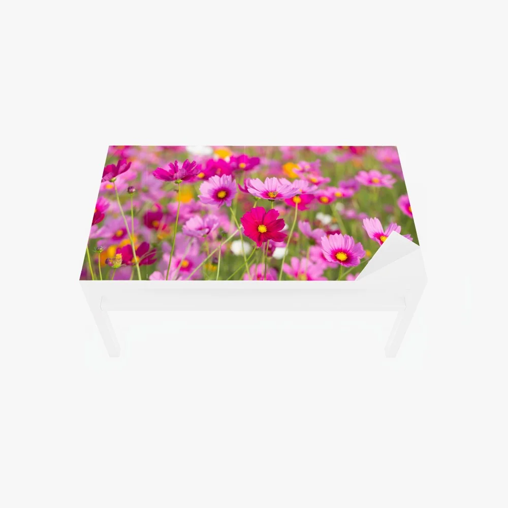 Naklejka na biurko i stół różowa łąka kosmosów w rozkwicie – Wallissimo® Naklejka na biurko i stół różowa łąka kosmosów w rozkwicie – Wallissimo®