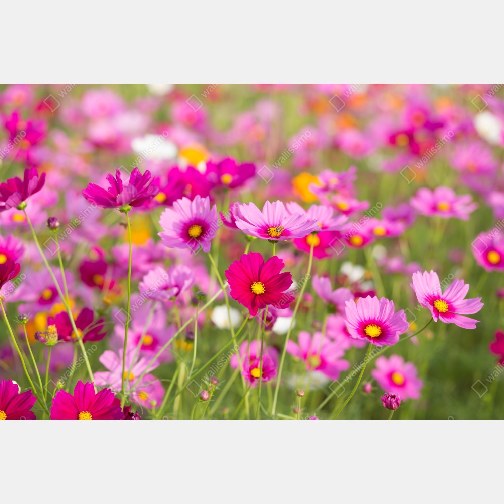 Naklejka na biurko i stół różowa łąka kosmosów w rozkwicie – Wallissimo® Naklejka na biurko i stół różowa łąka kosmosów w rozkwicie – Wallissimo®