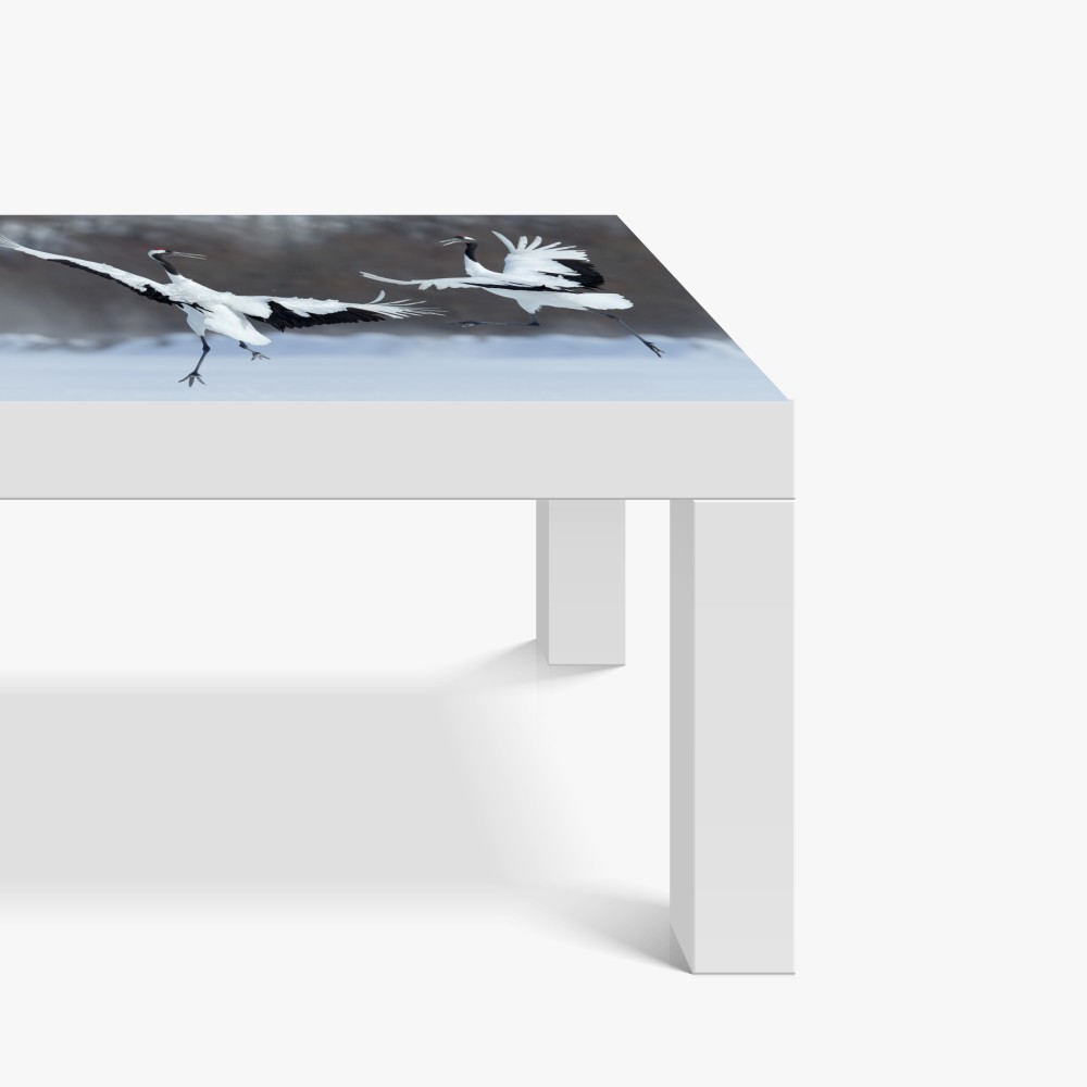 Naklejka na biurko i stół tańczące żurawie koroniaste na śniegu, Hokkaido – Wallissimo® Naklejka na biurko i stół tańczące żurawie koroniaste na śniegu, Hokkaido – Wallissimo®