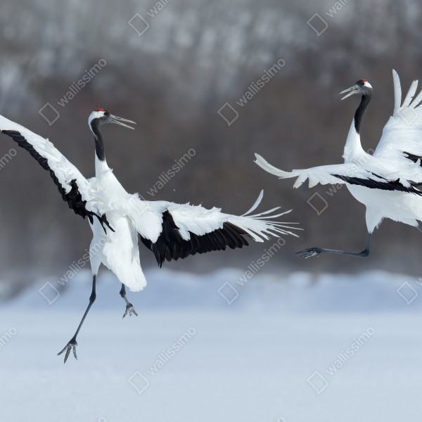 Naklejka na biurko i stół tańczące żurawie koroniaste na śniegu, Hokkaido – Wallissimo® Naklejka na biurko i stół tańczące żurawie koroniaste na śniegu, Hokkaido – Wallissimo®